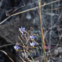 Blueberry Lily